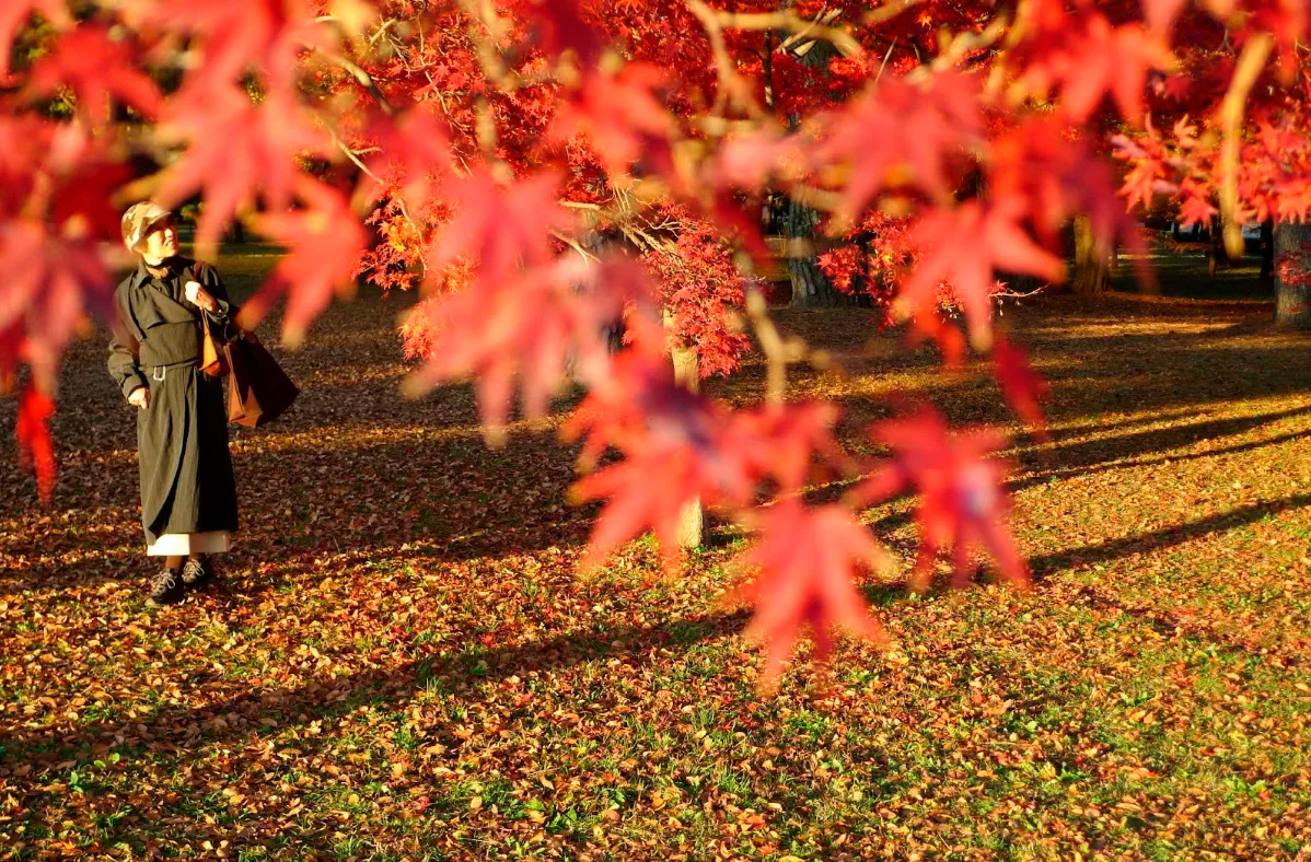 O professor e fotógrafo Joel La Laina Sene diante das paisagens de Kyoto - Foto: Joel La Laina Sene